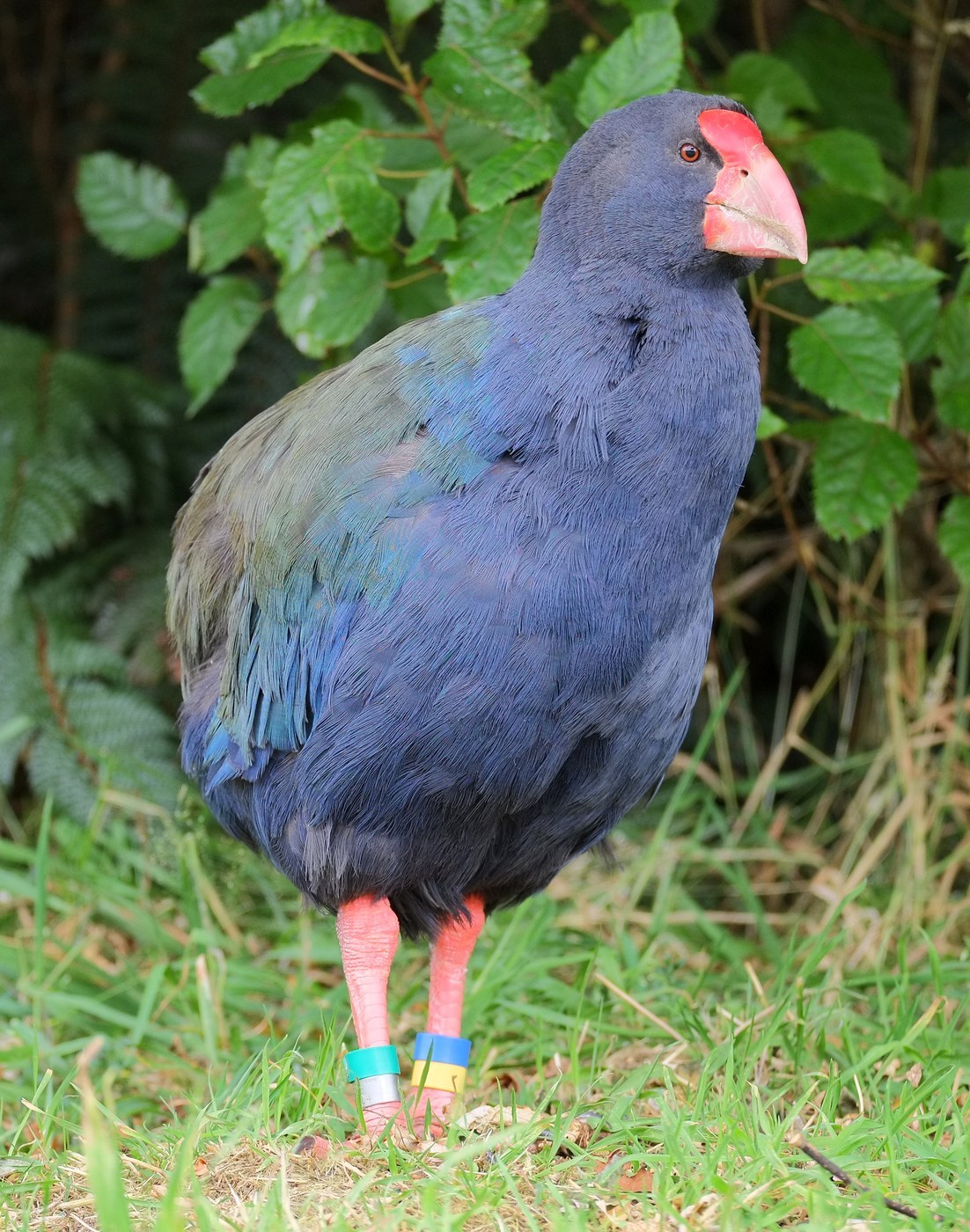 Takahe