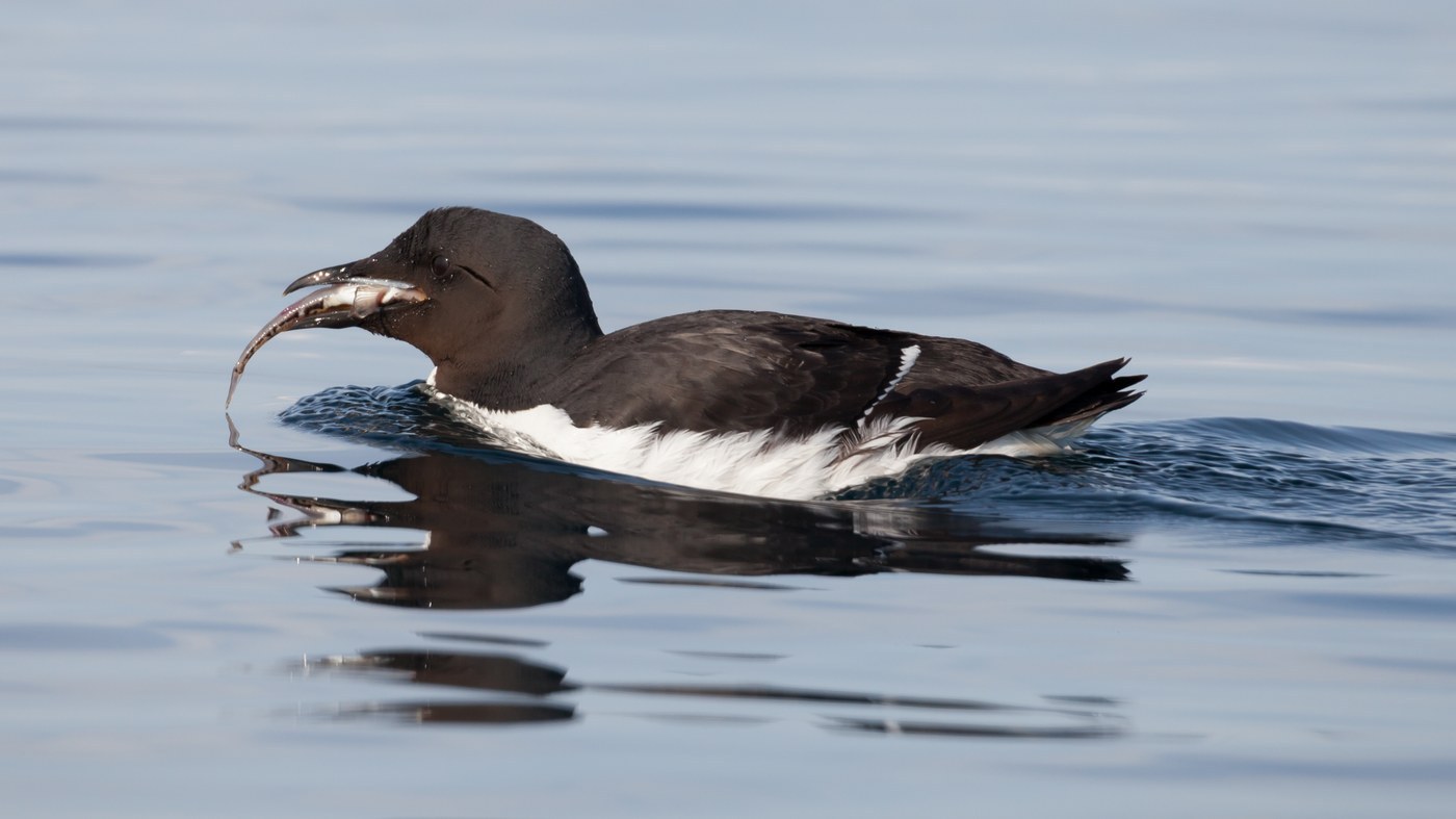 Thick-billed Murre