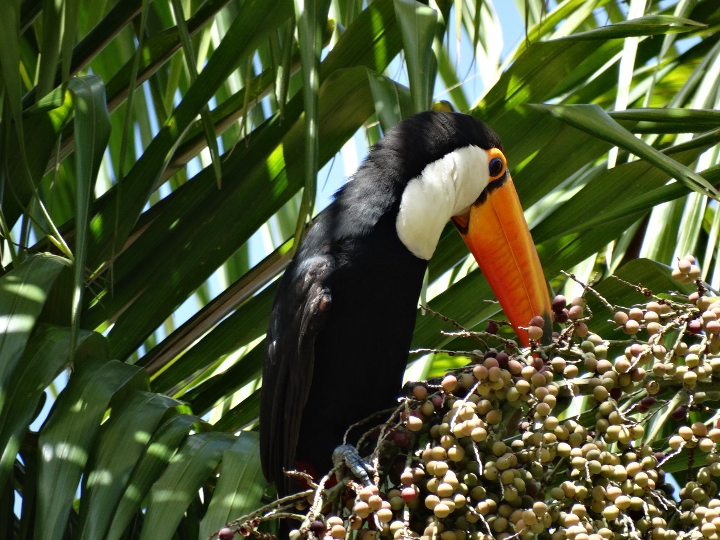 Toco Toucan