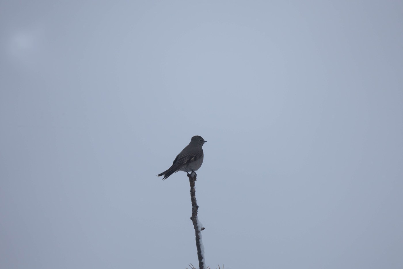 Townsend's Solitaire