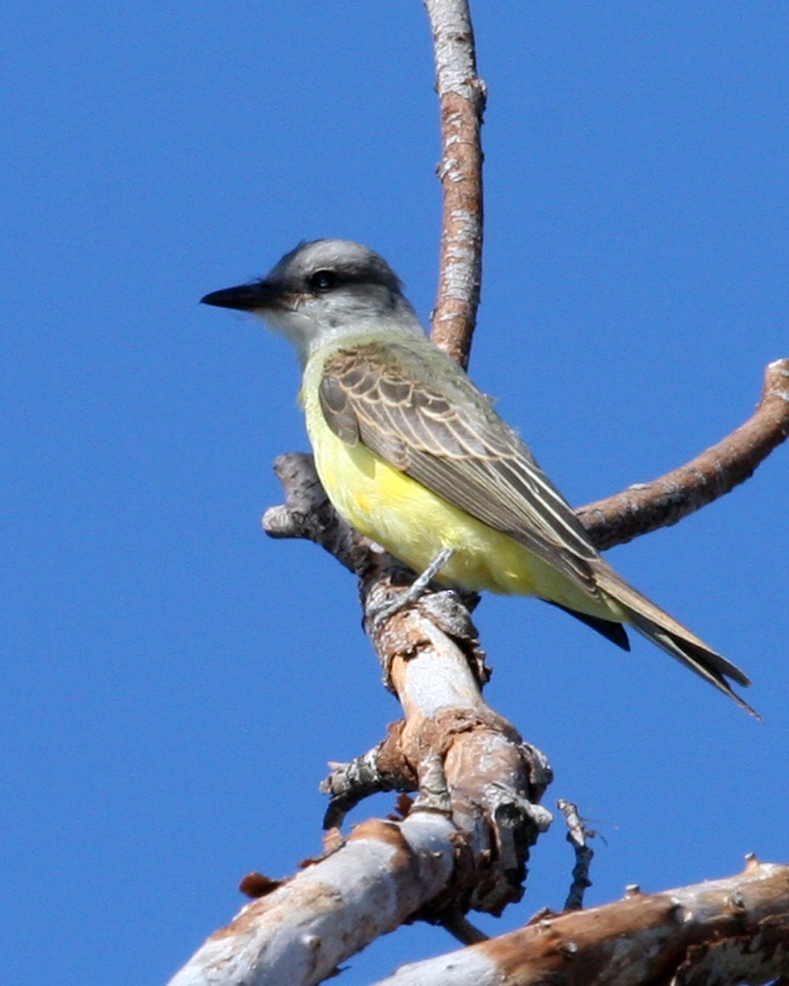 Tropical Kingbird