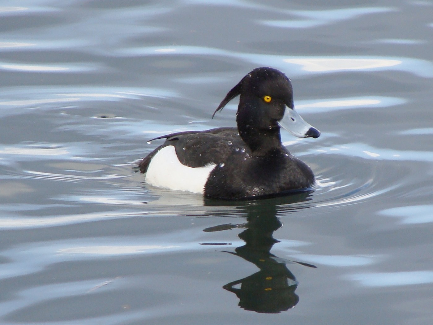 Tufted Duck