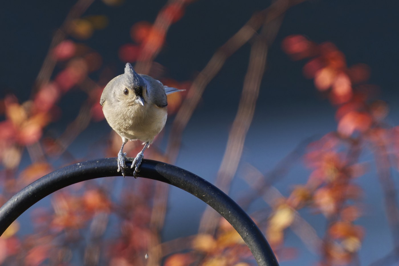 Tufted Titmouse