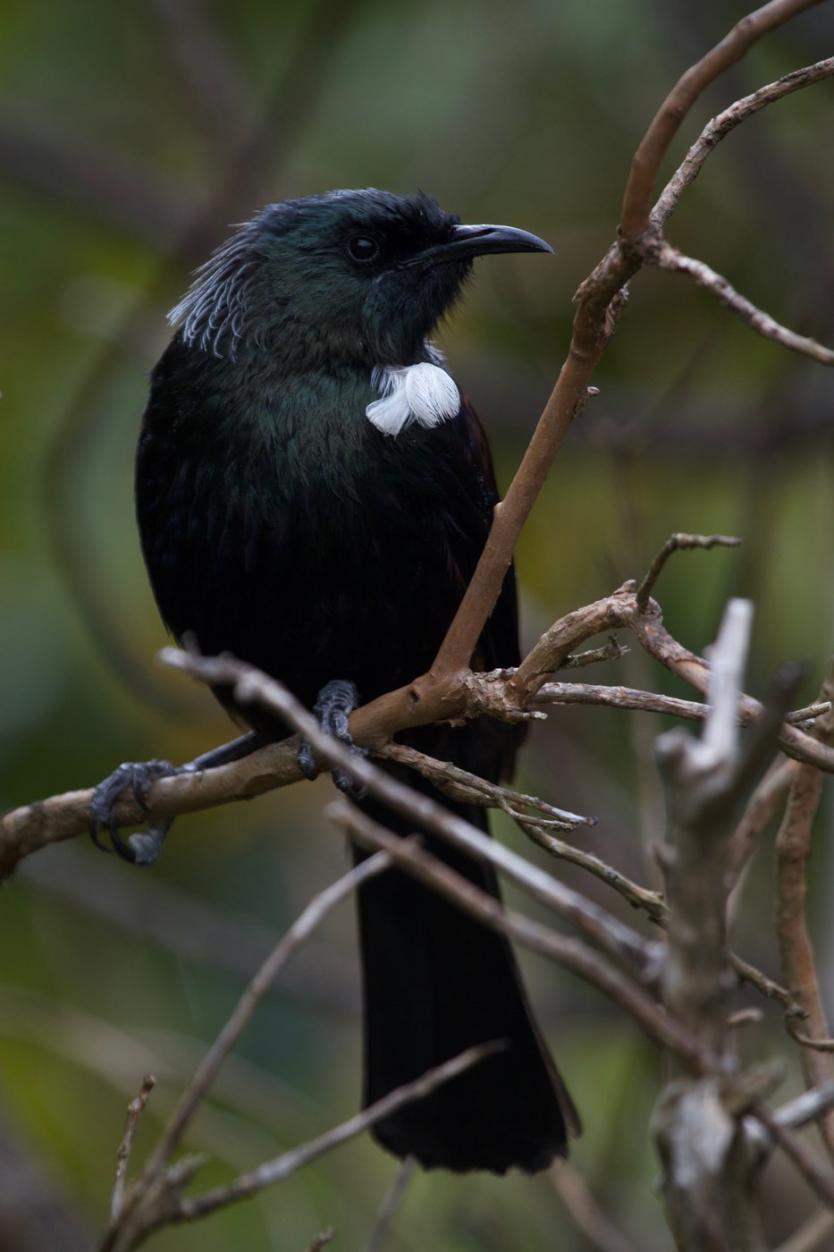Tui