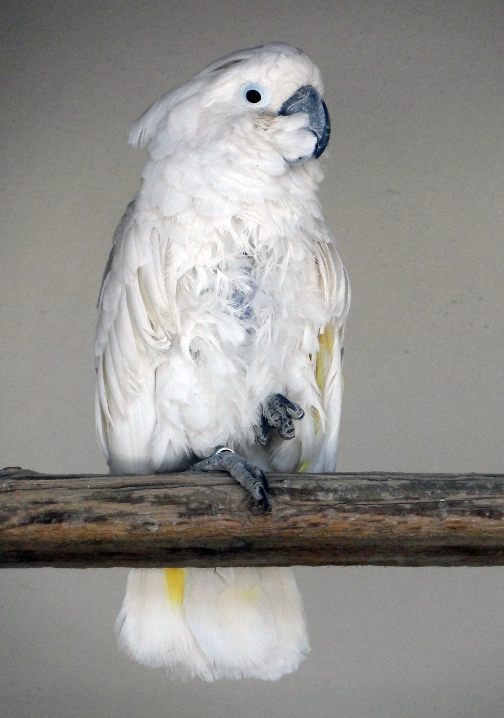 Umbrella Cockatoo