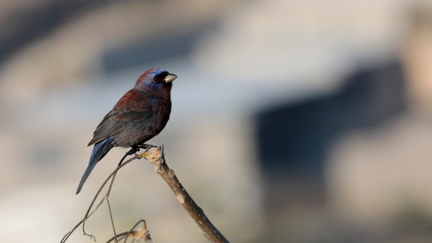 Varied Bunting