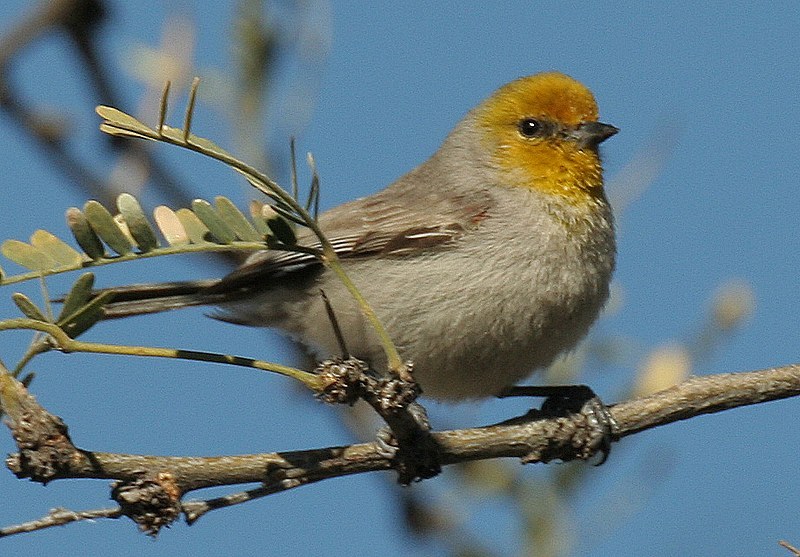 Verdin