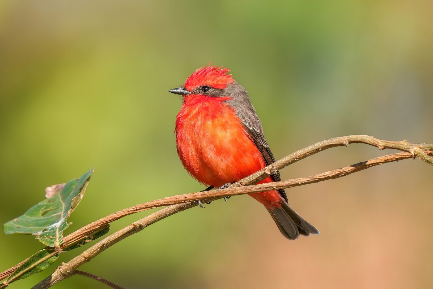 Vermilion Flycatcher