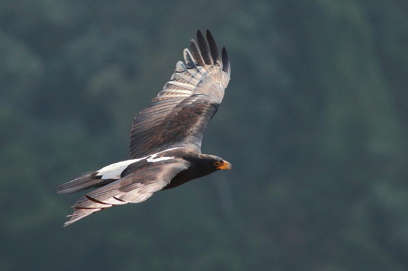 Verreaux's Eagle
