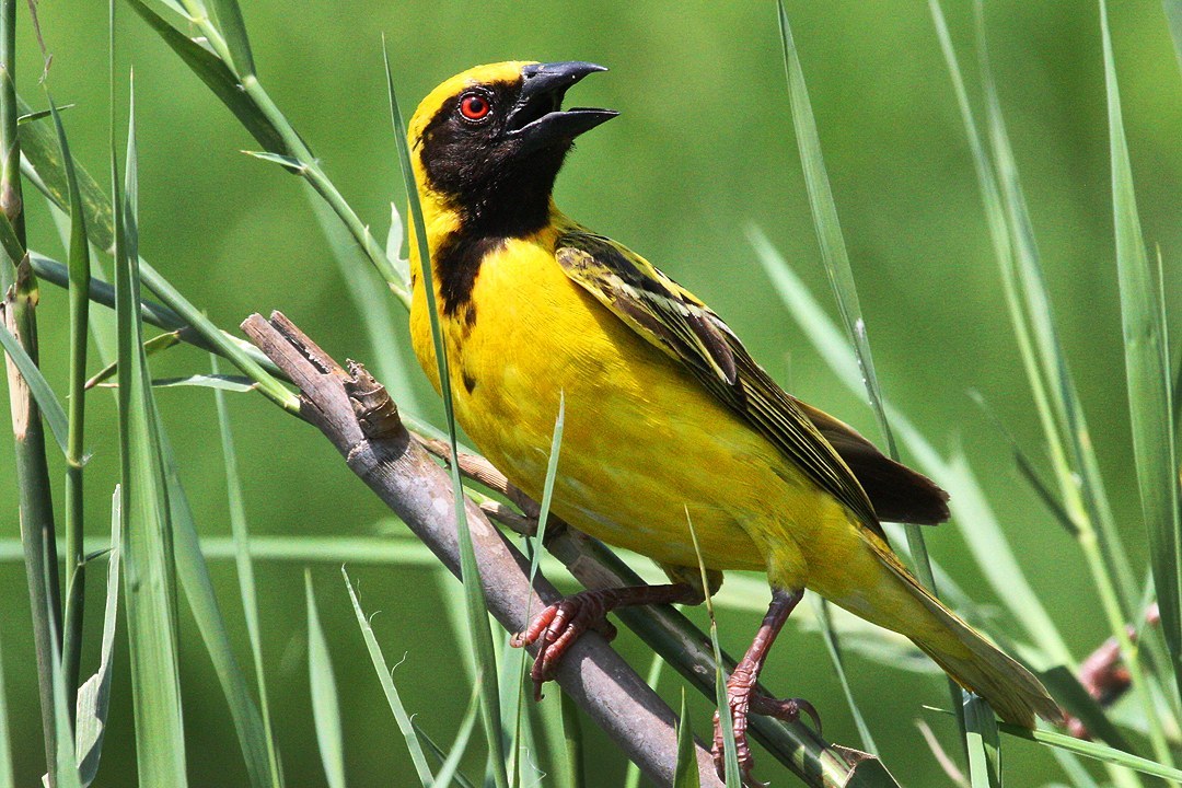 Village Weaver