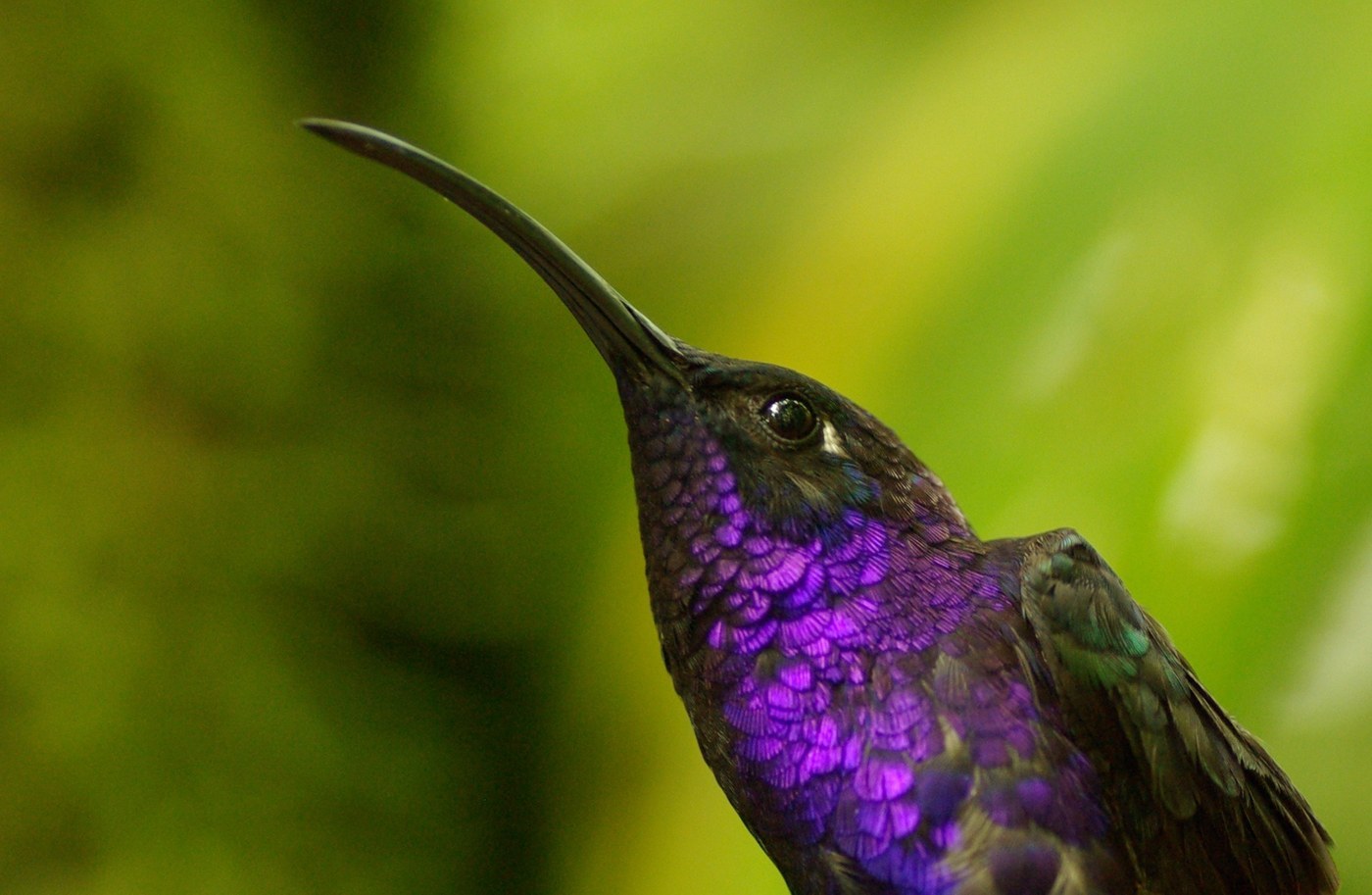 Violet Sabrewing