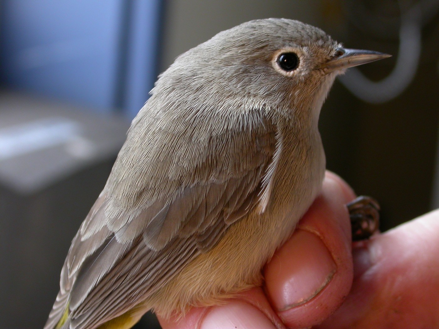 Virginia's Warbler