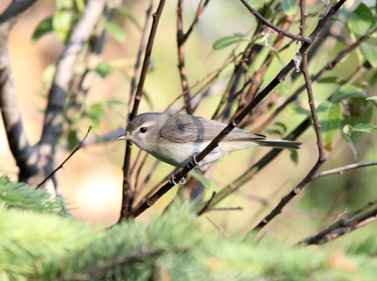 Warbling Vireo