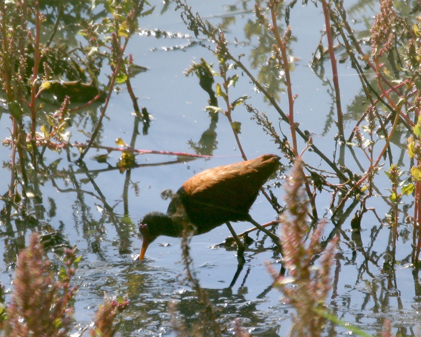 Wattled Jacana