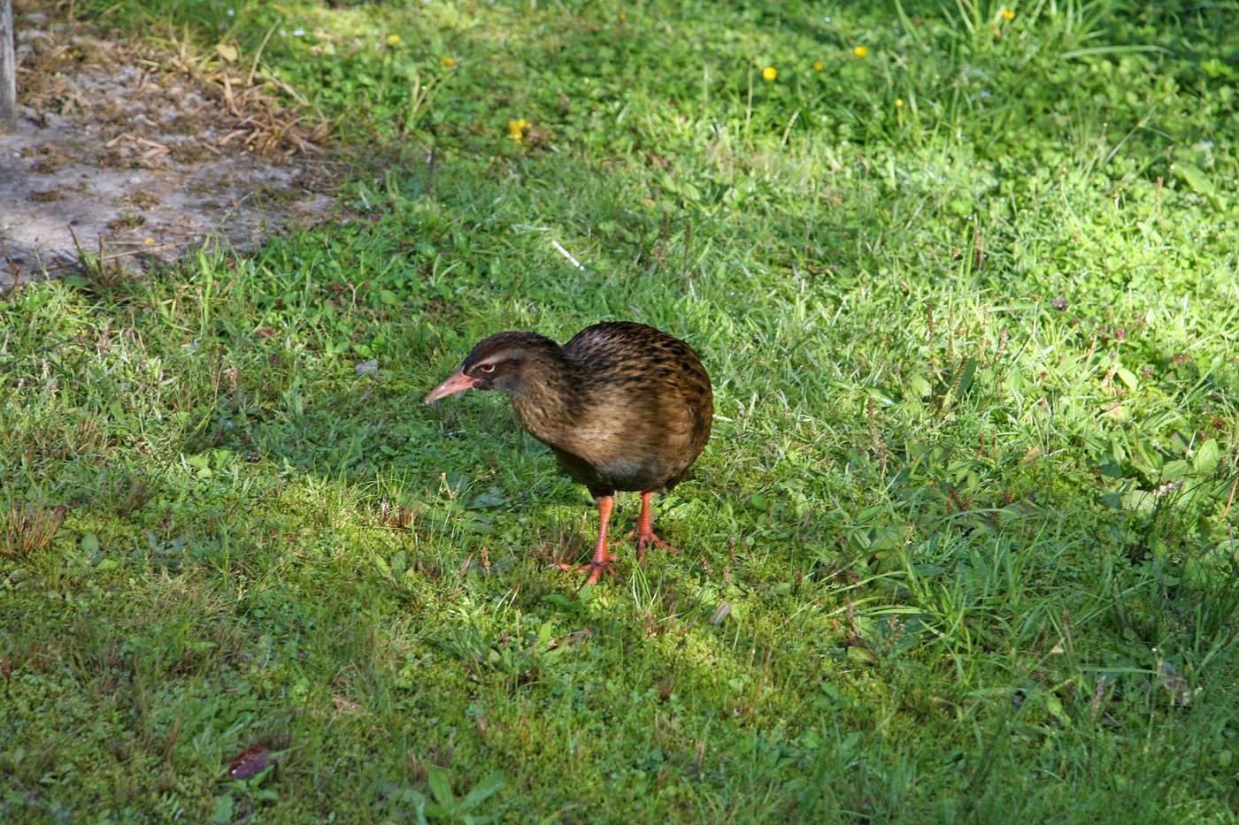 Weka