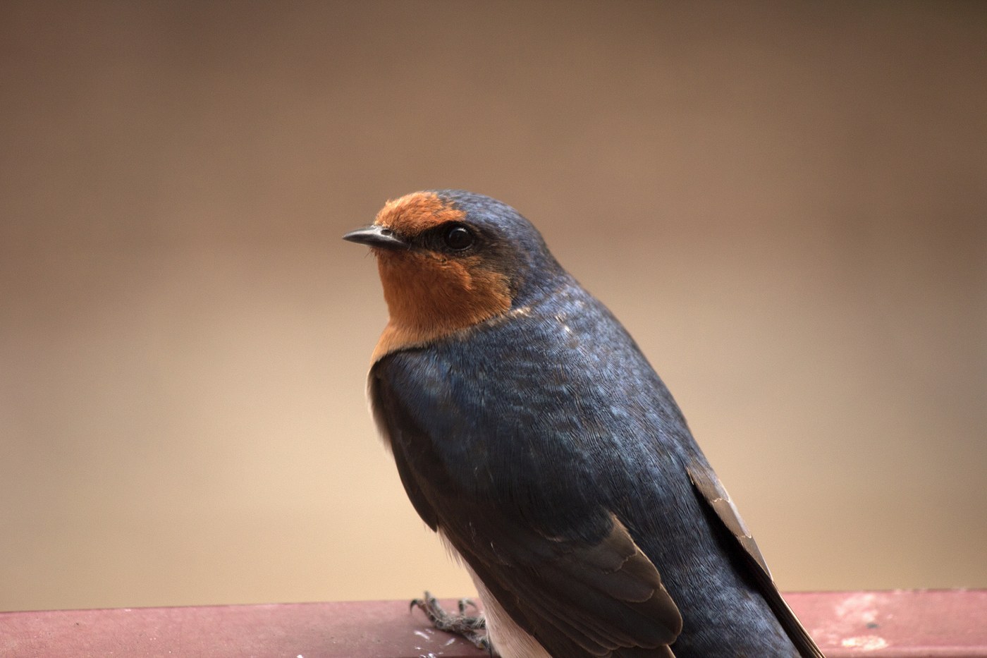 Welcome Swallow