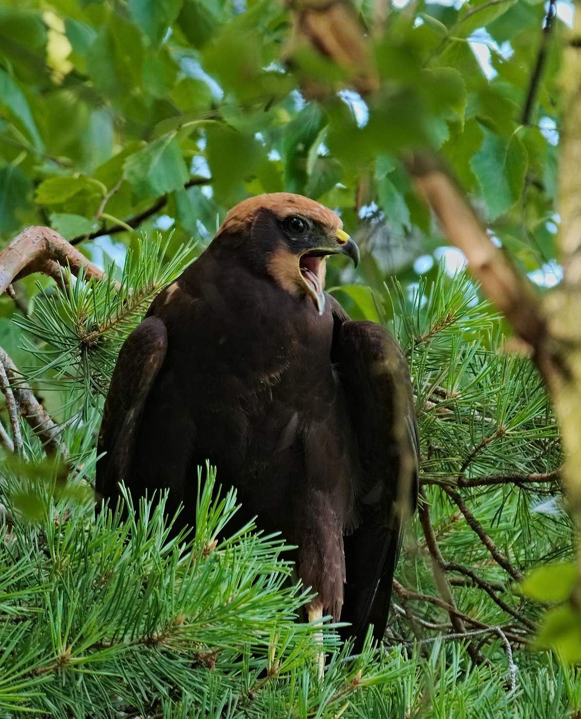 Western Marsh Harrier