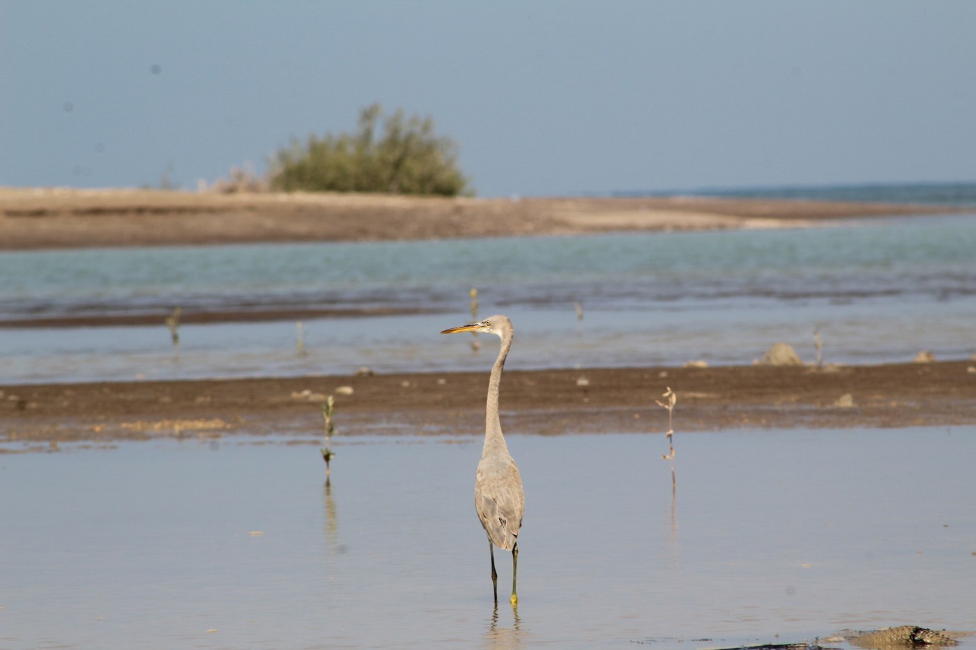 Western Reef Heron