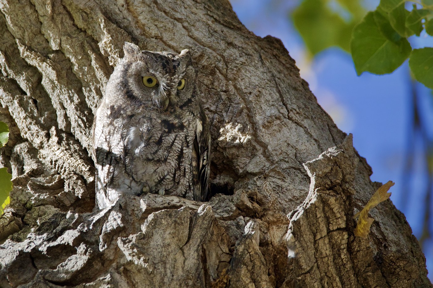 Western Screech-Owl