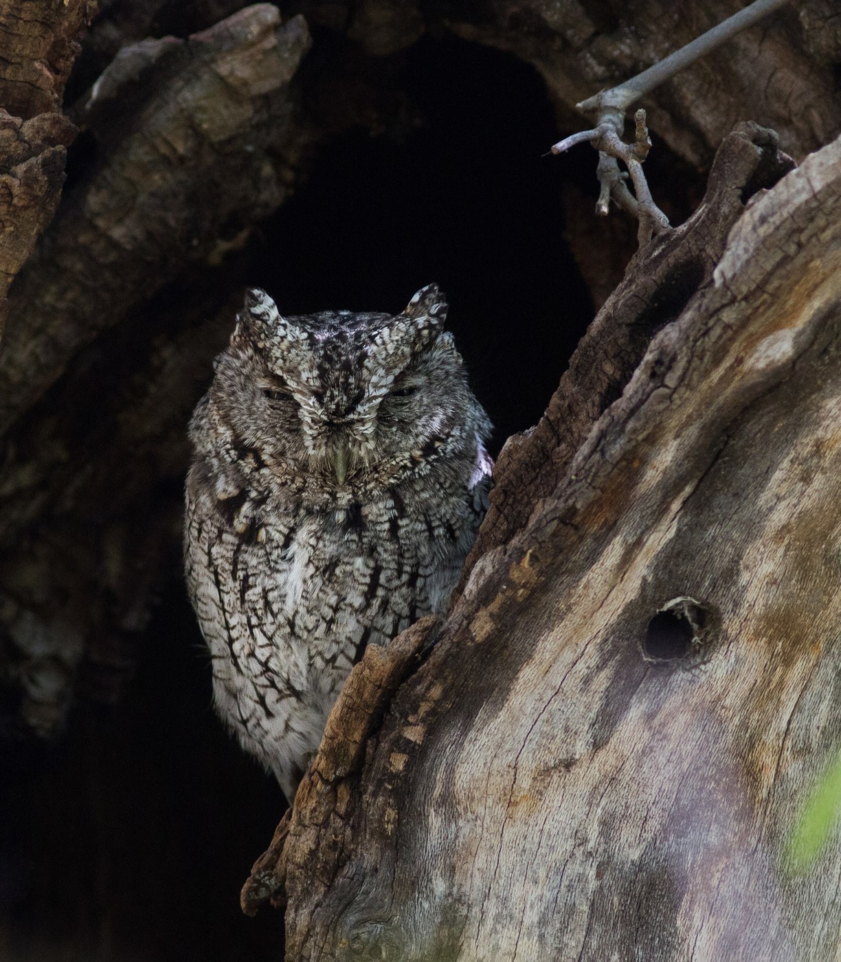 Whiskered Screech-Owl