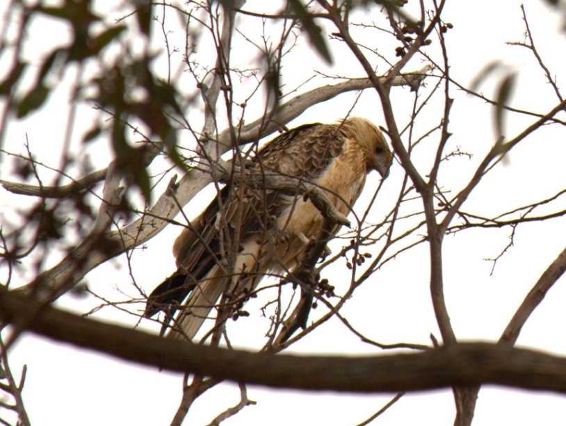 Whistling Kite