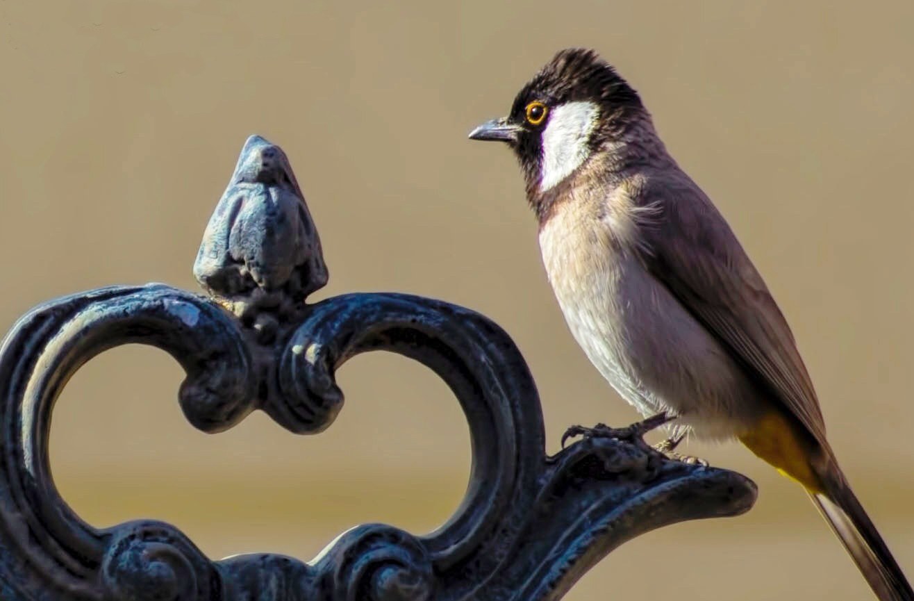 White-eared Bulbul