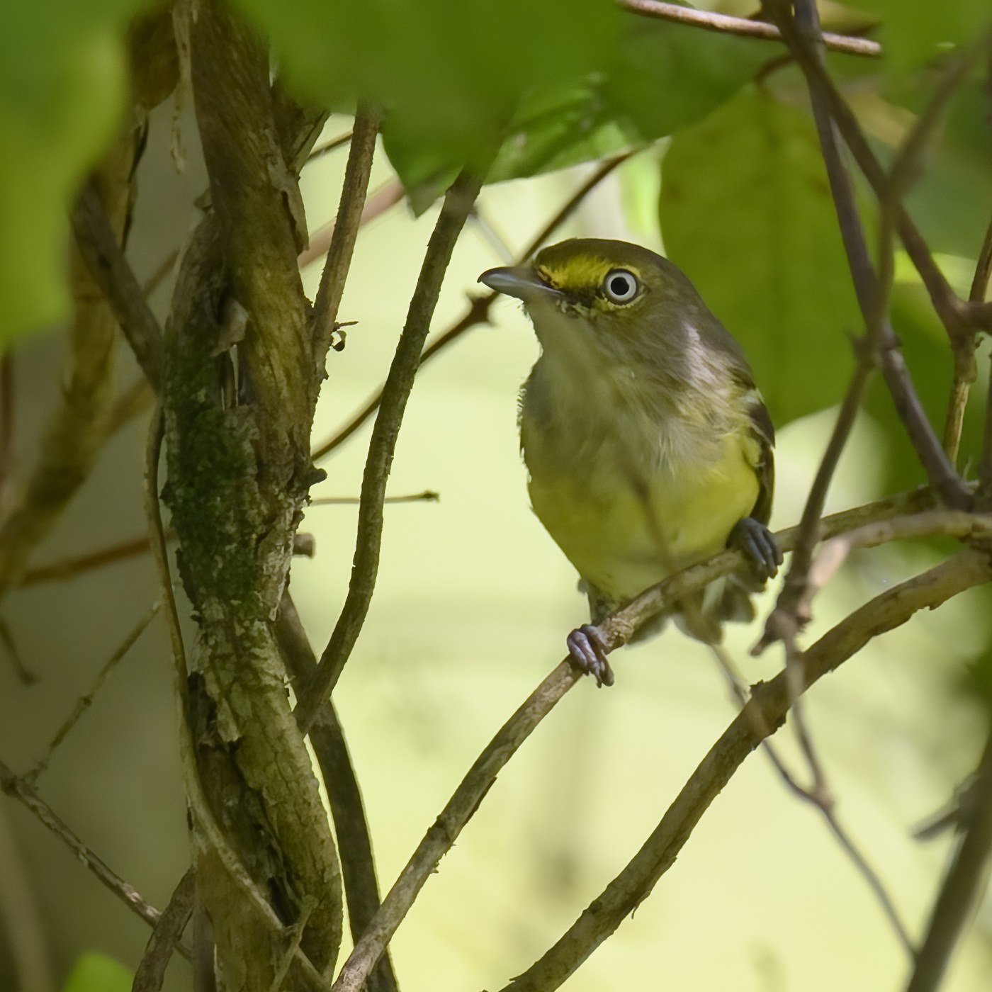 White-eyed Vireo