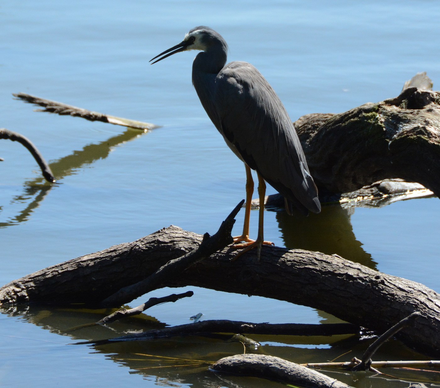 White-faced Heron