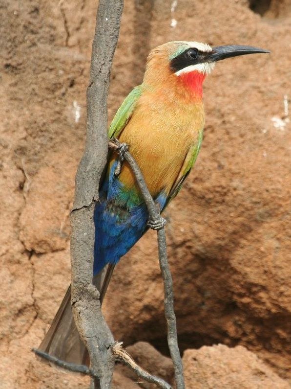White-fronted Bee-eater