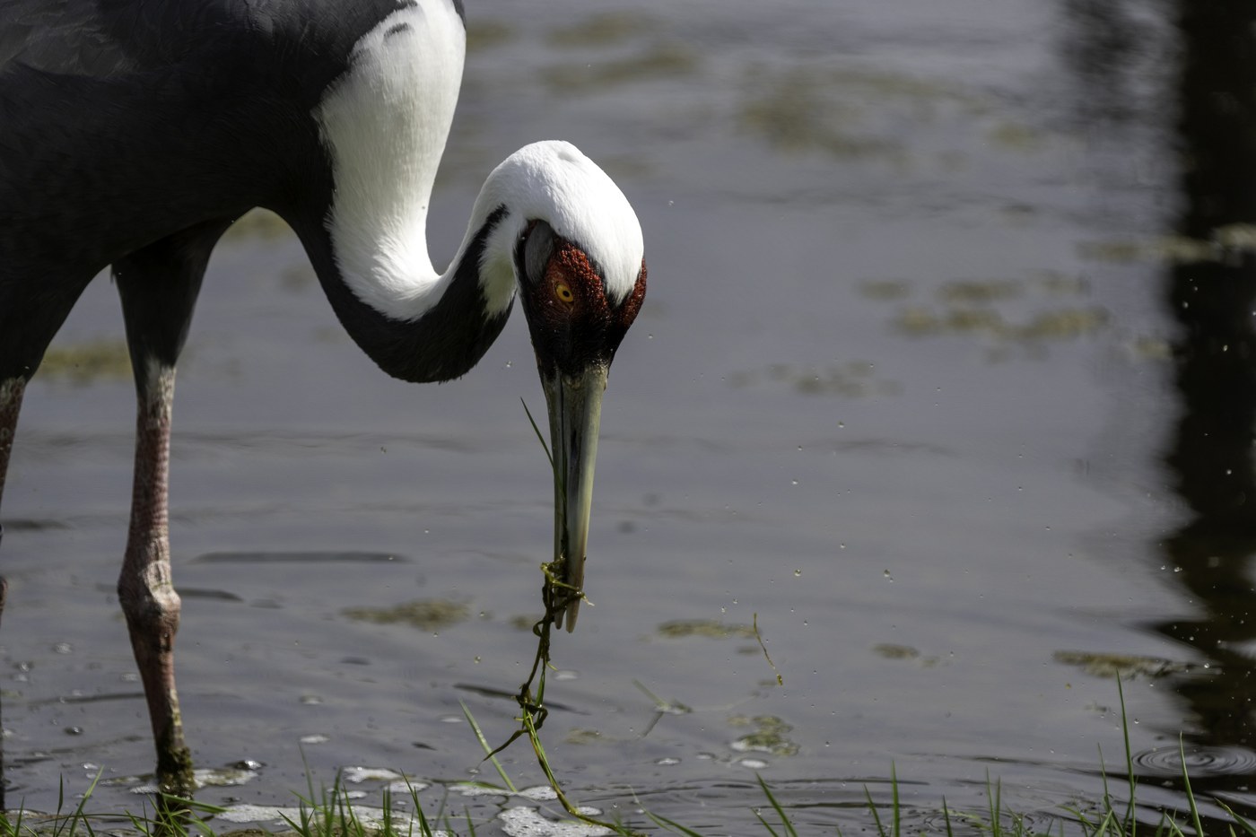 White-naped Crane