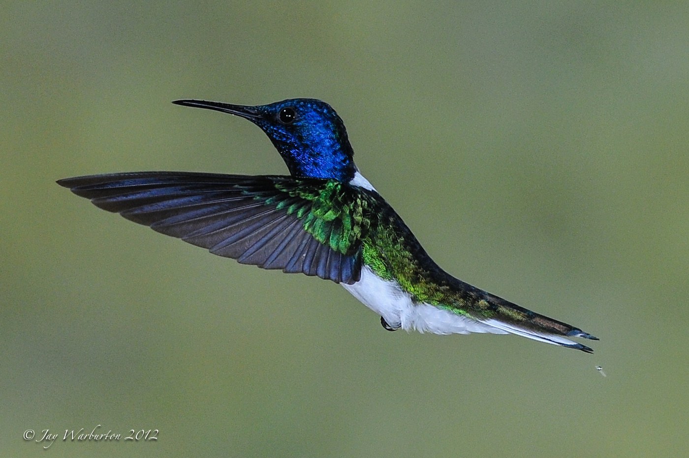 White-necked Jacobin