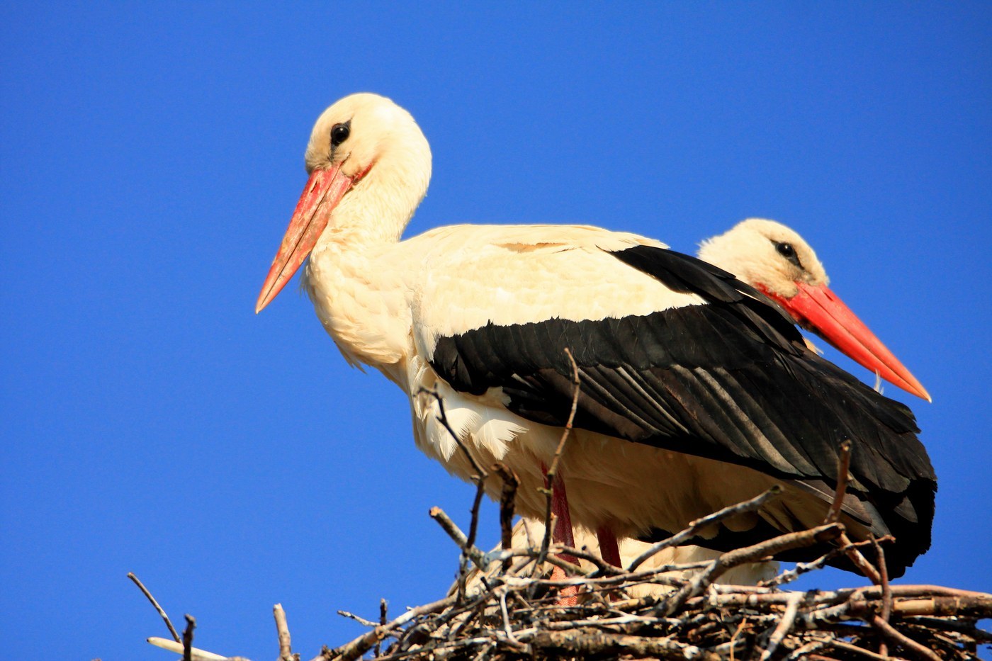 White Stork