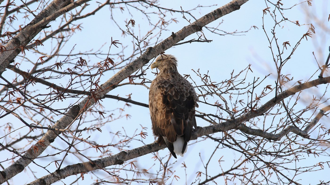 White-tailed Eagle
