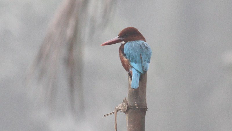 White-throated Kingfisher