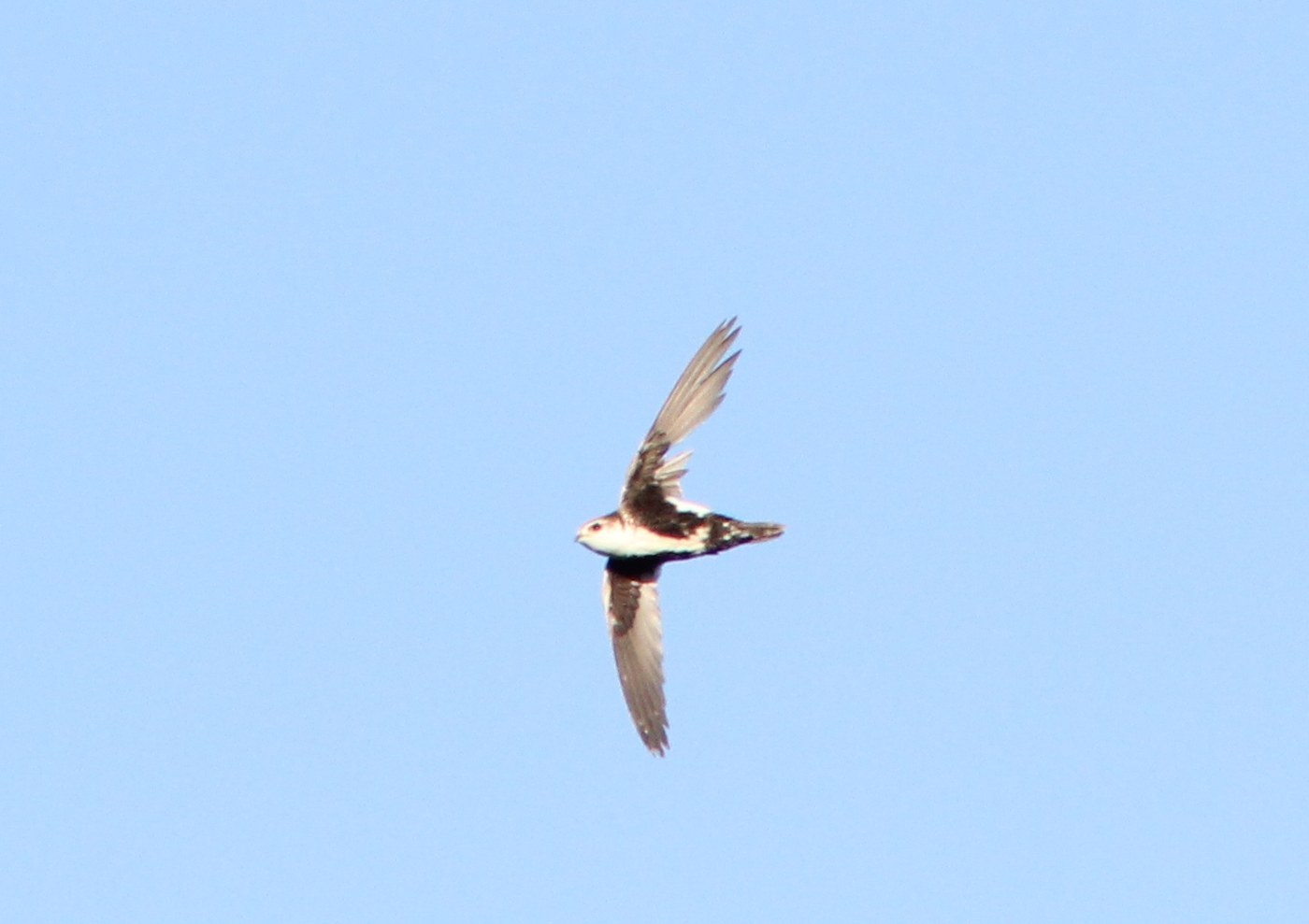 White-throated Swift