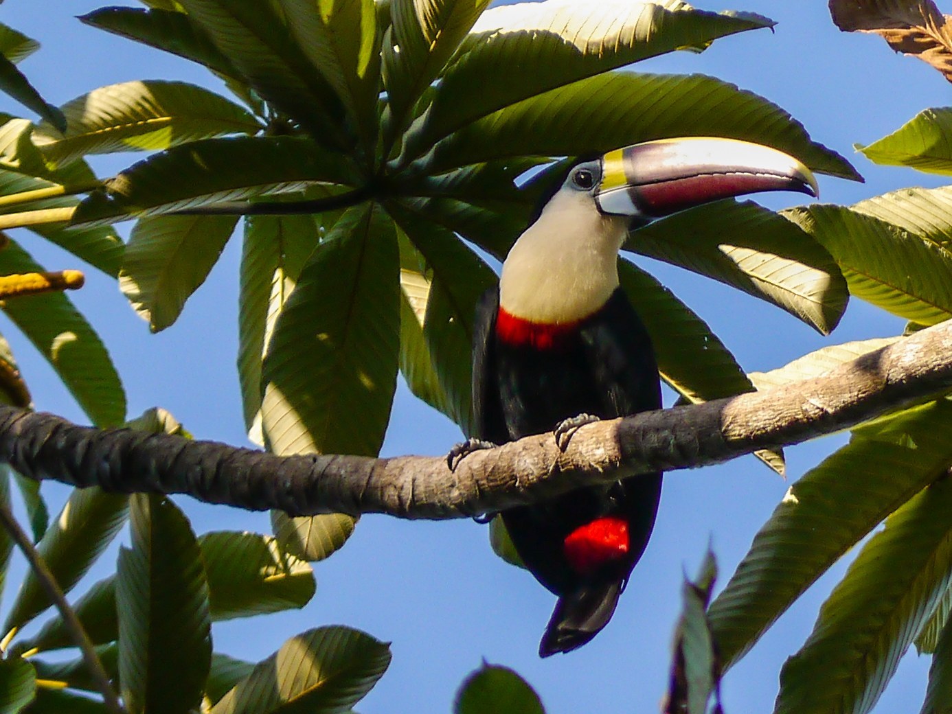 White-throated Toucan
