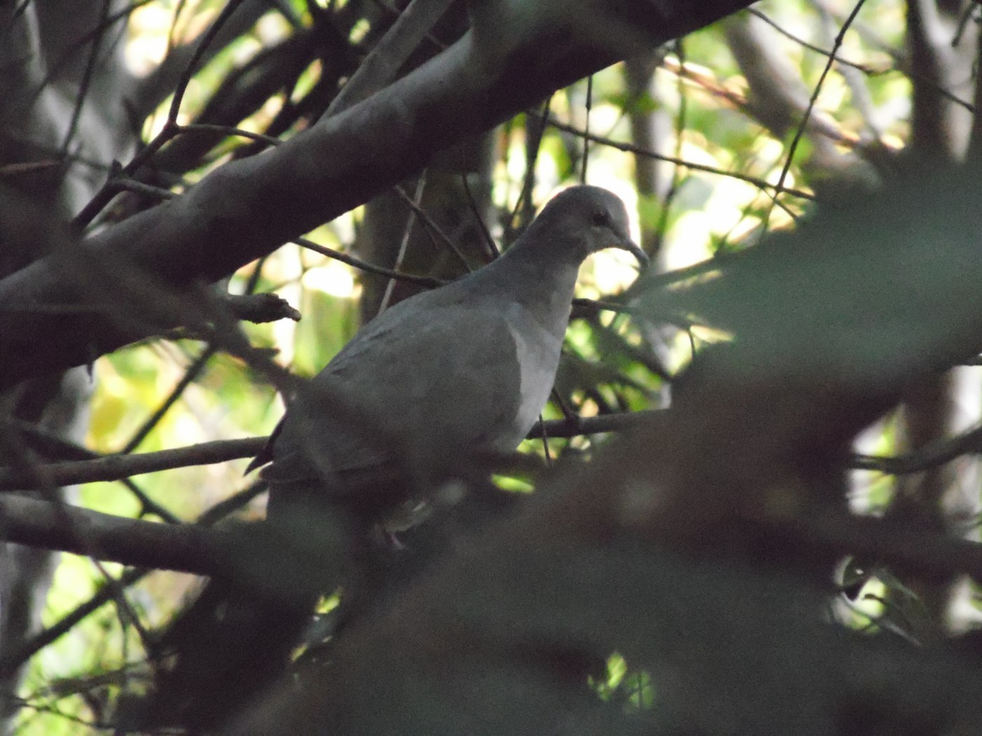 White-tipped Dove