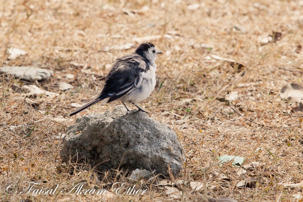 Pied Wagtail