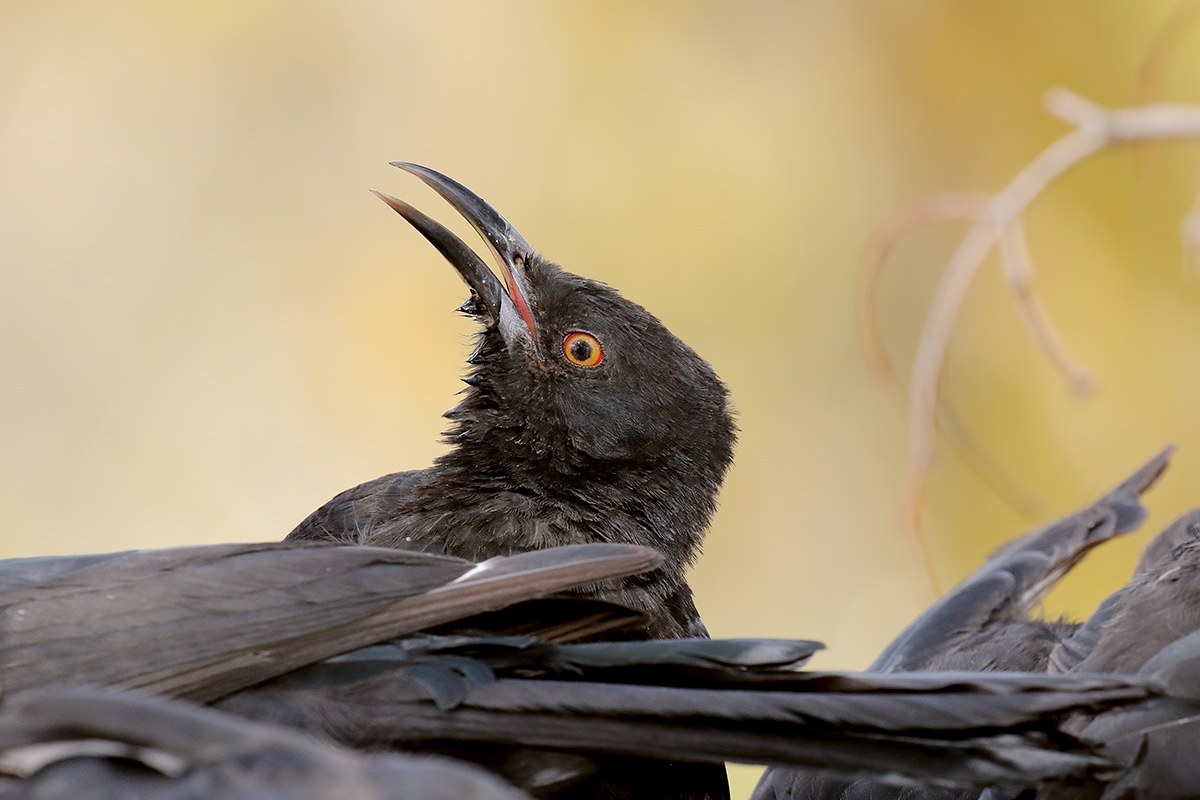 White-winged Chough