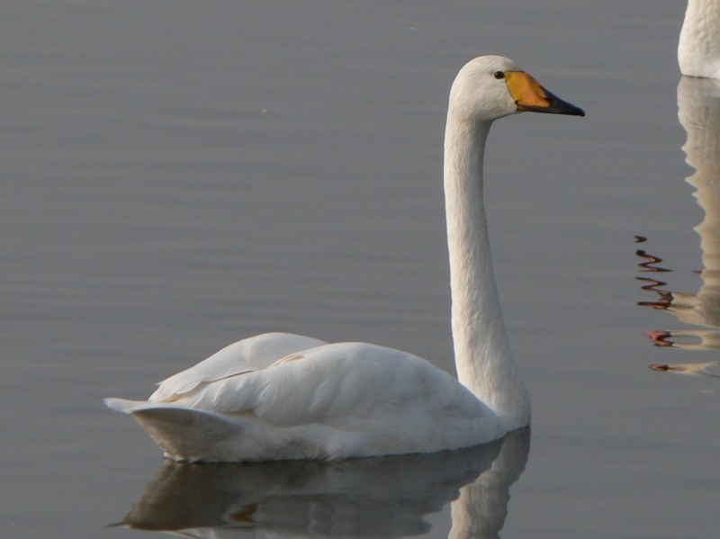 Whooper Swan