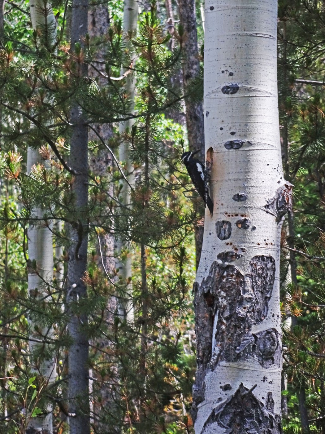 Williamson's Sapsucker