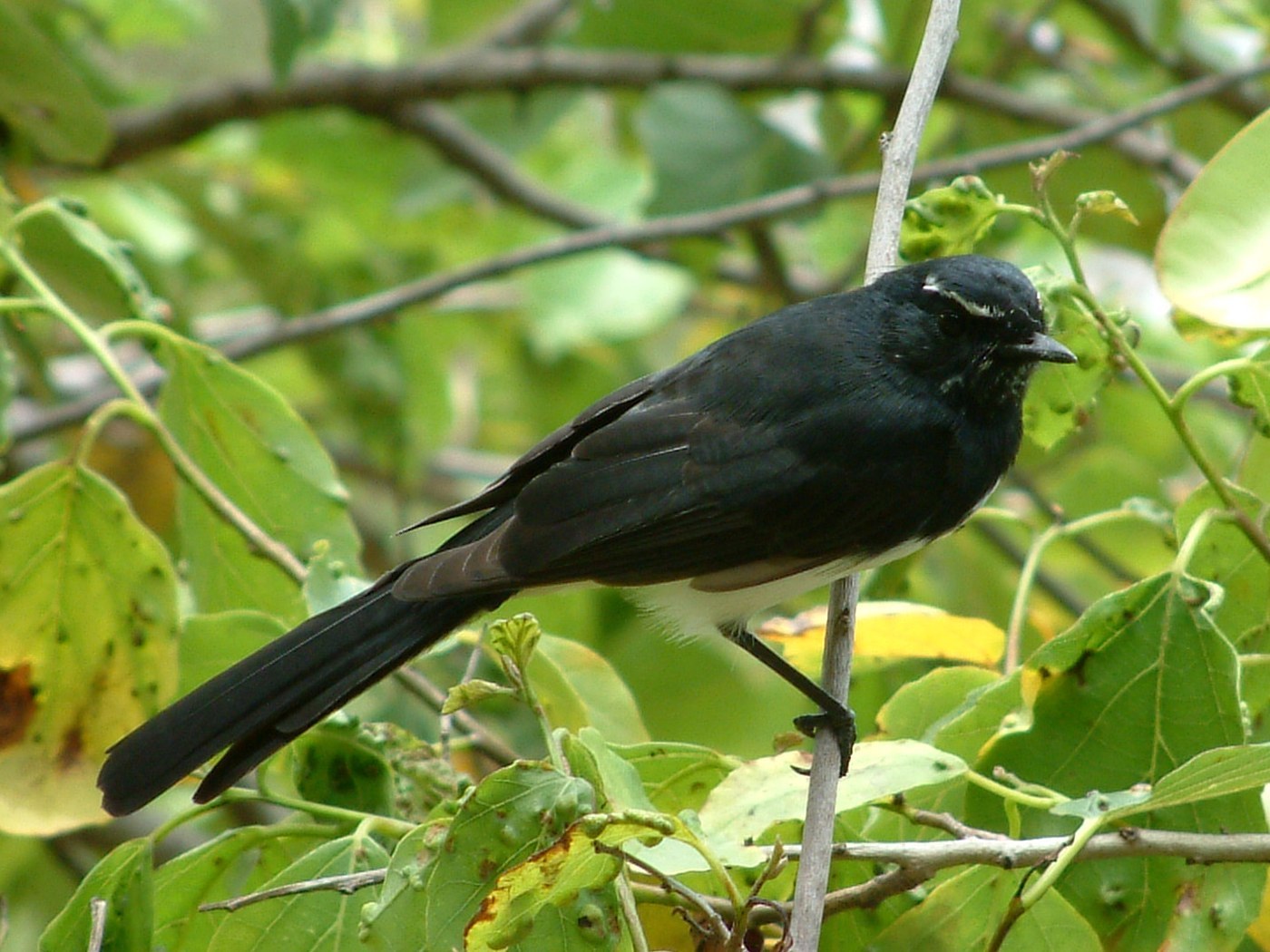 Willie Wagtail