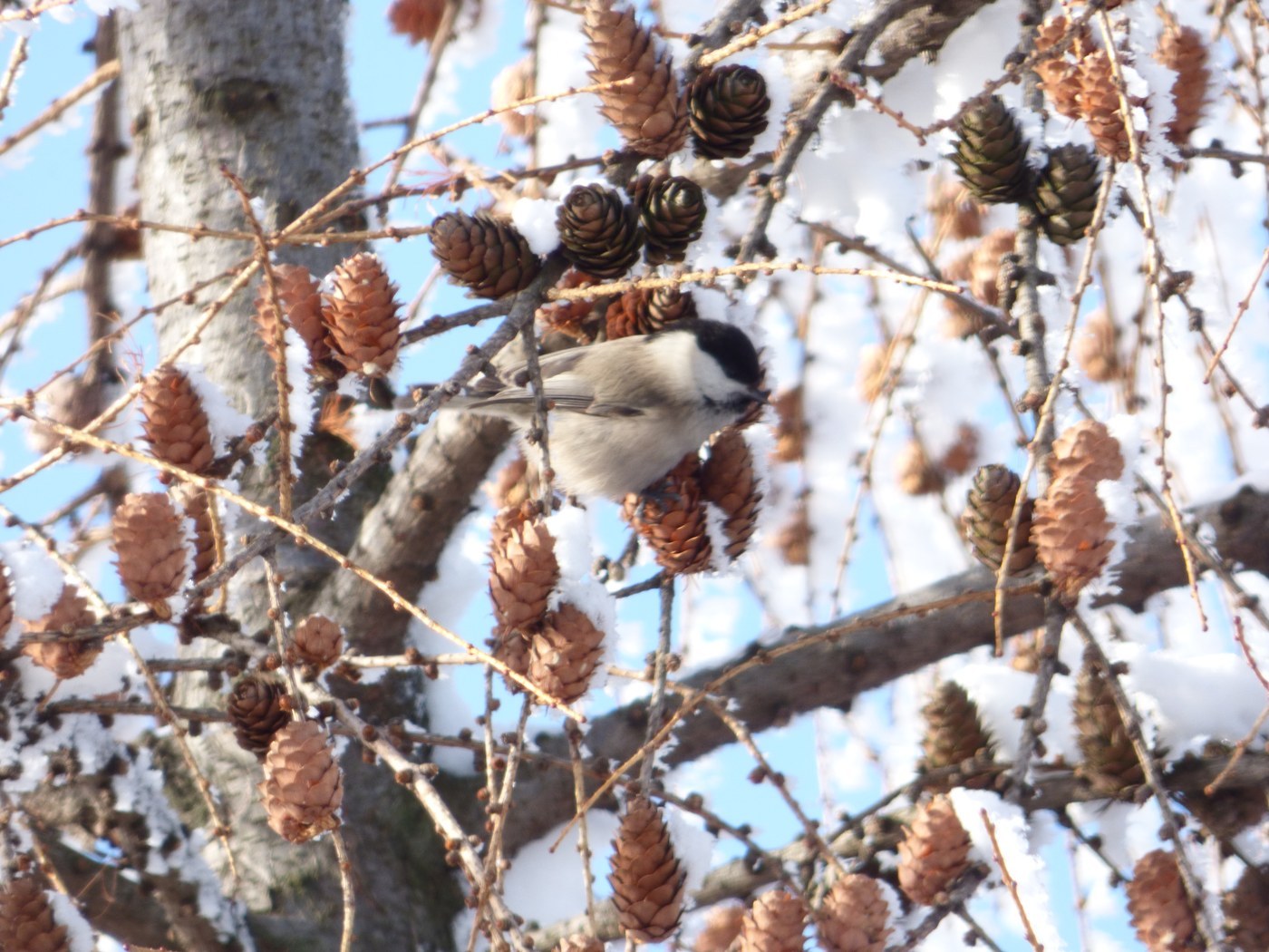 Willow Tit