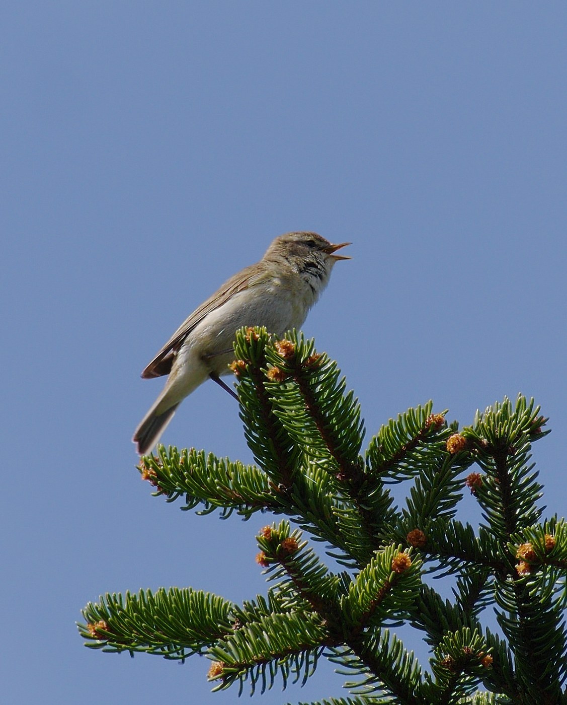 Willow Warbler