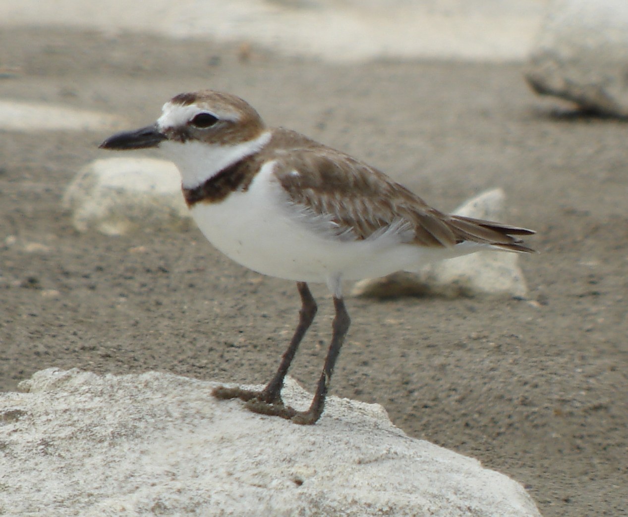 Wilson's Plover
