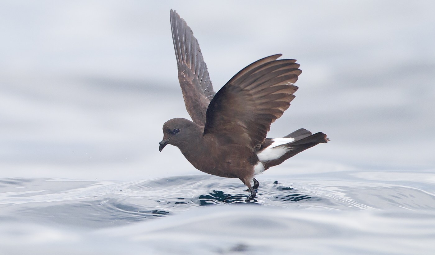Wilson's Storm-Petrel
