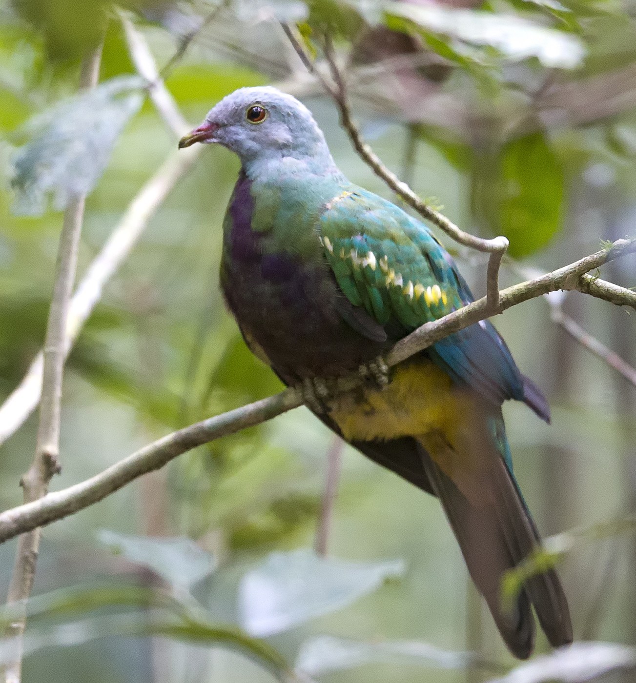 Wompoo Fruit Dove