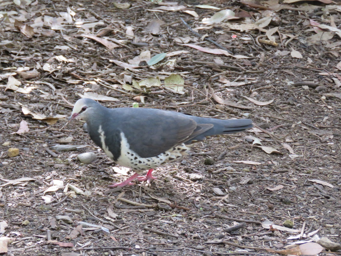Wonga Pigeon