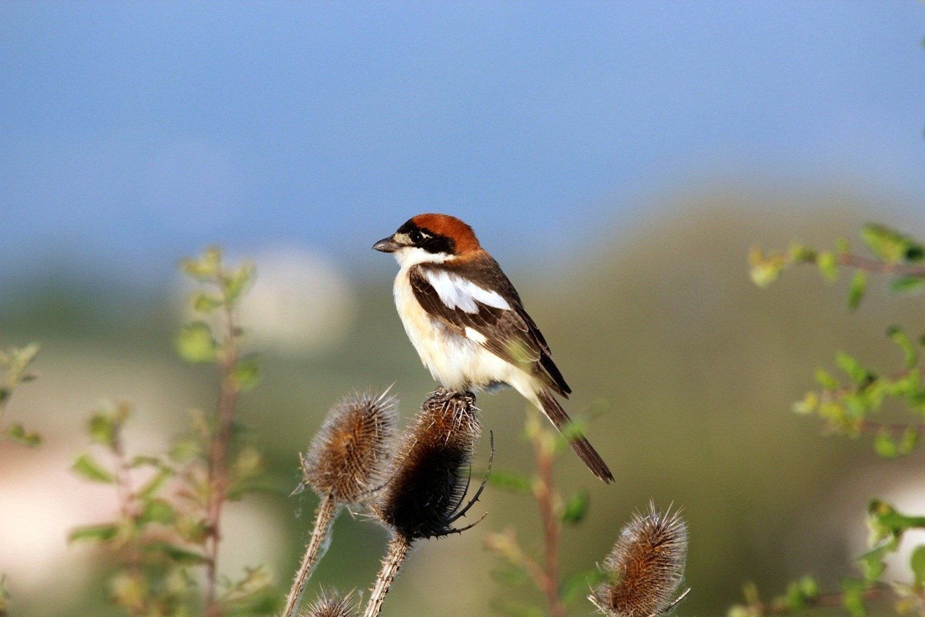 Woodchat Shrike