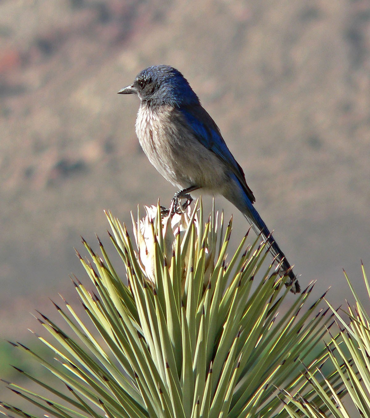 Woodhouse's Scrub-Jay